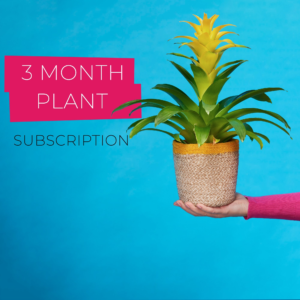 3 Month Plant Subscription