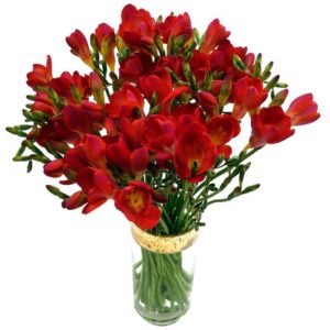 20 Red Freesia