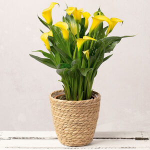 Yellow Calla Lily in Seagrass Pot